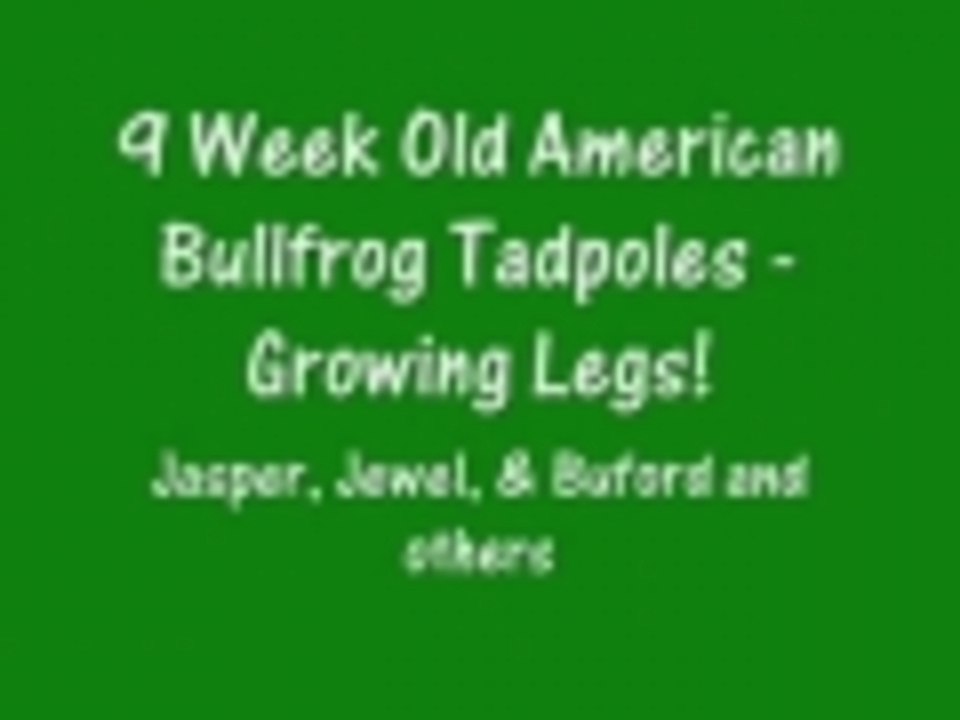 9 Week Old American Bullfrog Tadpoles