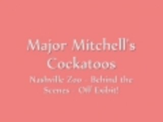 Major Mitchells Cockatoos