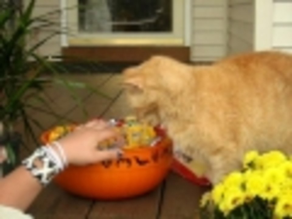 Sammy protecting his Halloween candy