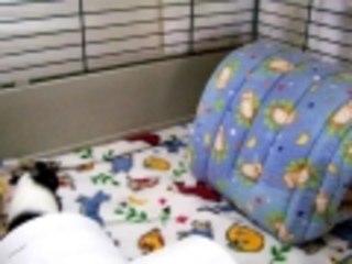 Baby Guinea Pigs Running and Jumping