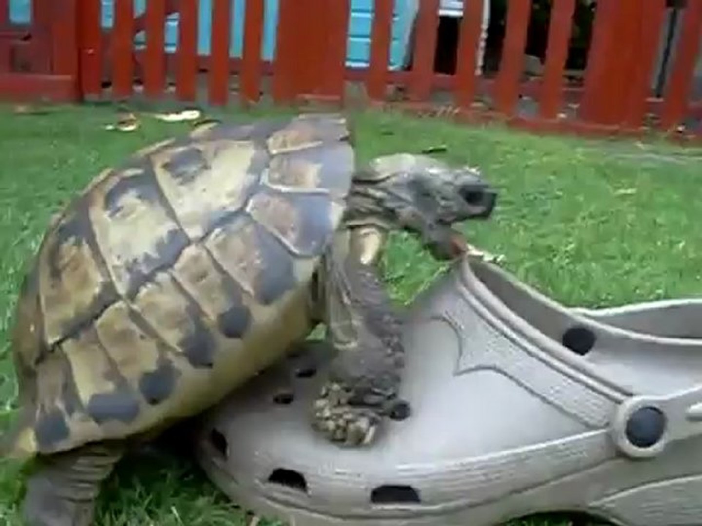 Une Tortue Se Tape Un Croc Video Dailymotion