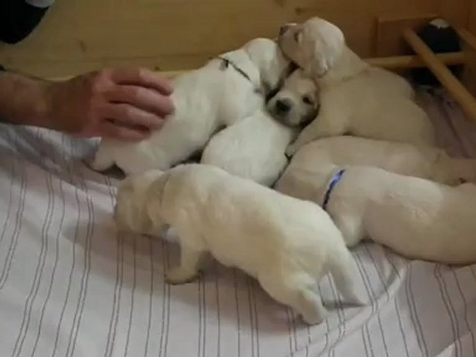 chiots golden retriever à 2 semaines