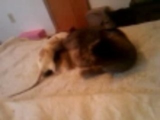 Willie Rat and Roxie Cat