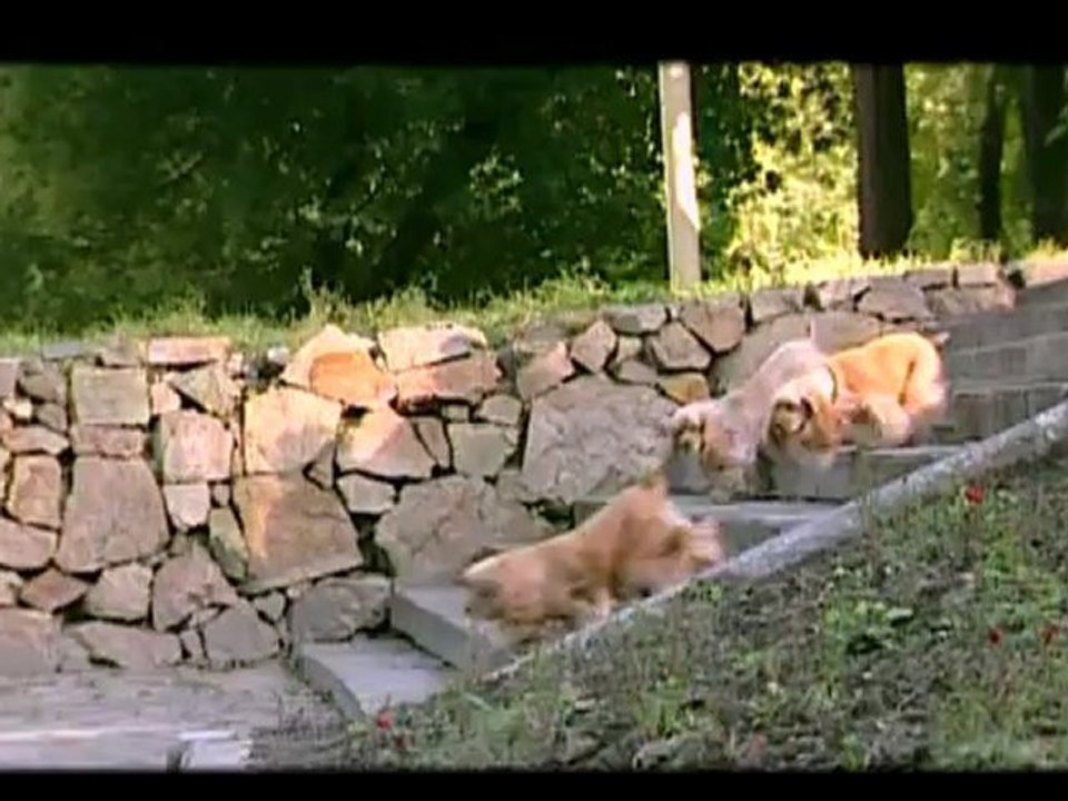 American Cocker Spaniel