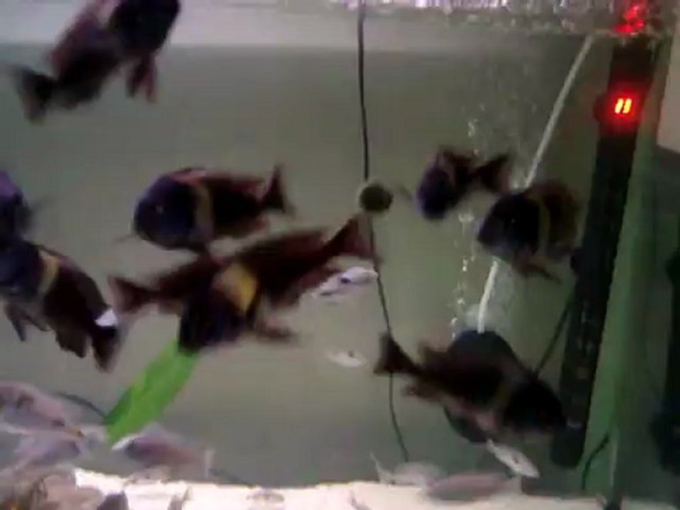 5 Erkek 20 Dişi Tropheus Duboisi Maswa