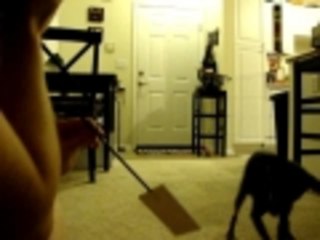 Dog that knows her shapes