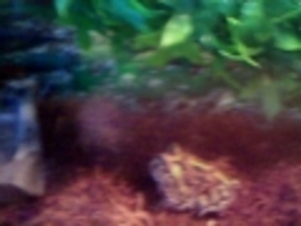 Pacman Frog vs Cricket
