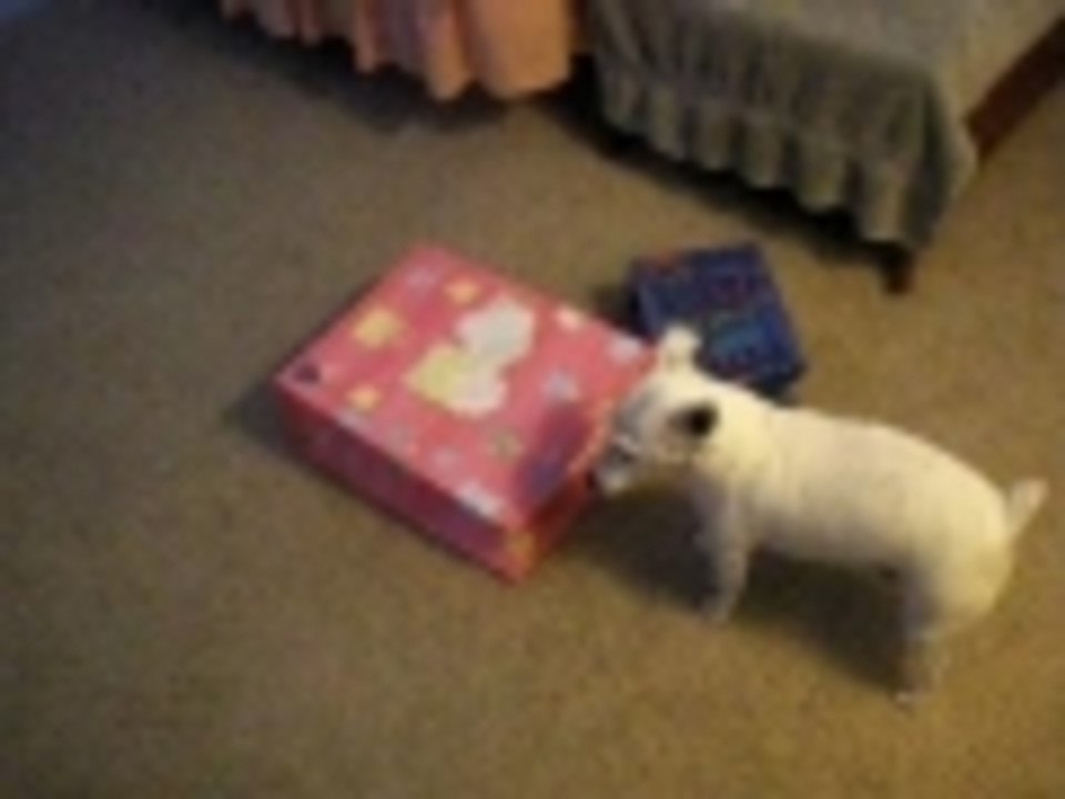 Birthday Present for Jasper