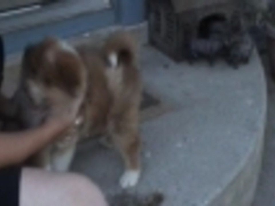 6 week old Puppy Sits Waves and Sits Up