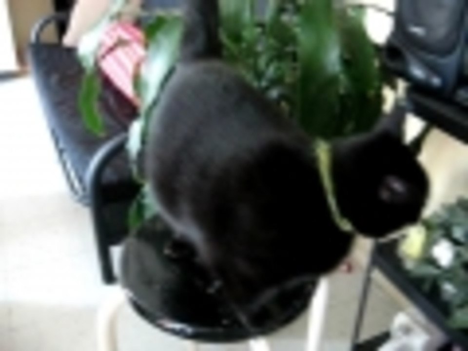 Leilla doing somes tricks