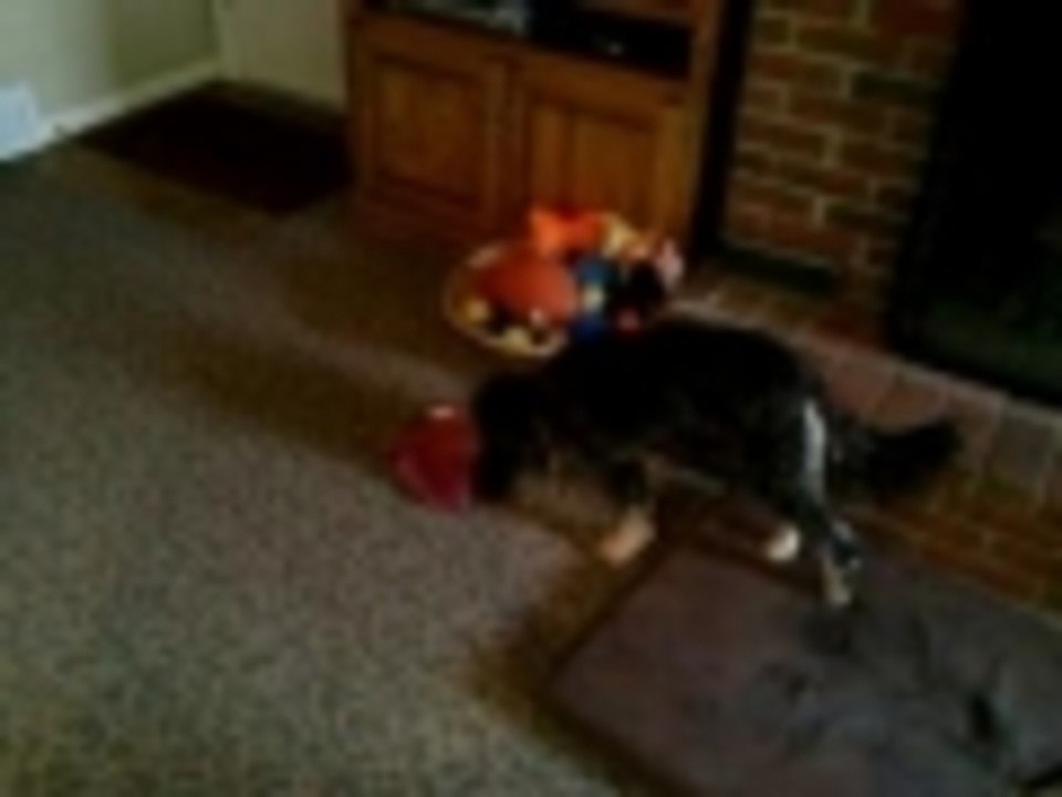 Emma hides her food.