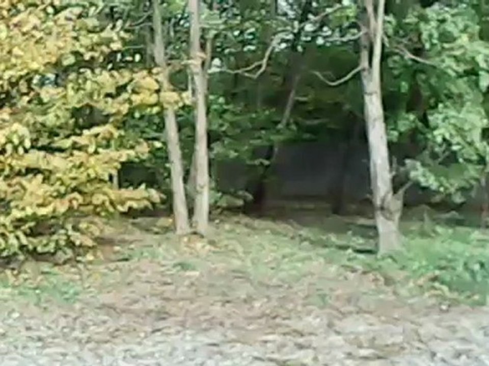 anneau du rhin cupra nico068.