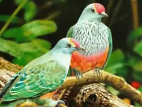 LO MISEBİNE LO ME MU ZİNE CİZİRA BOTAN WEYLO SVARO LO XERİBE