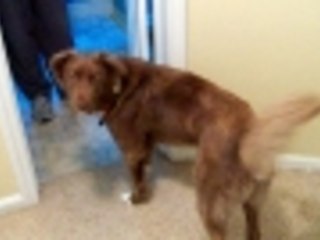 Mason chases his tail