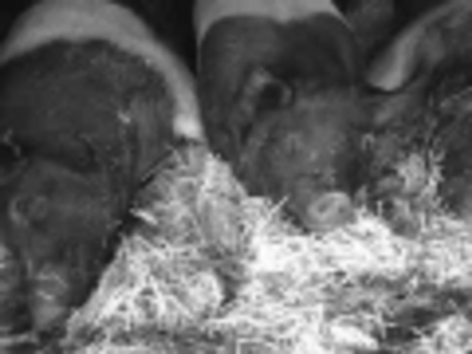 My Pretty Pigs