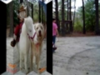 Scooters First Saddle