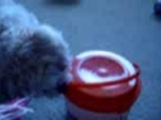 Benji getting his treats