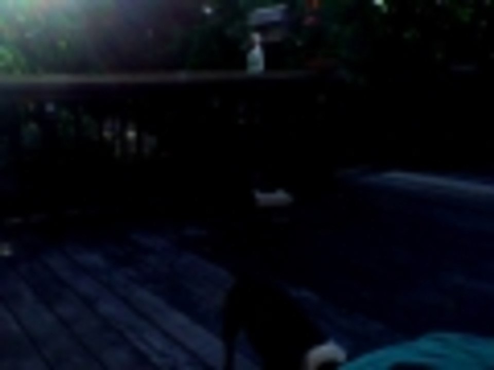 My doggie chasing light