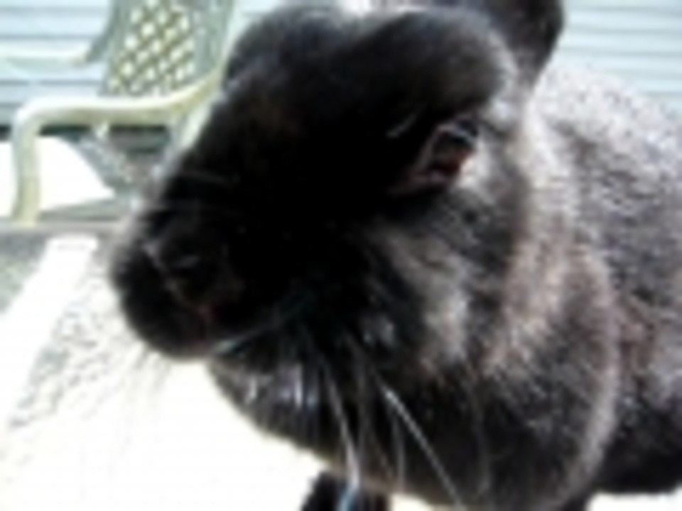 sweet bunnie