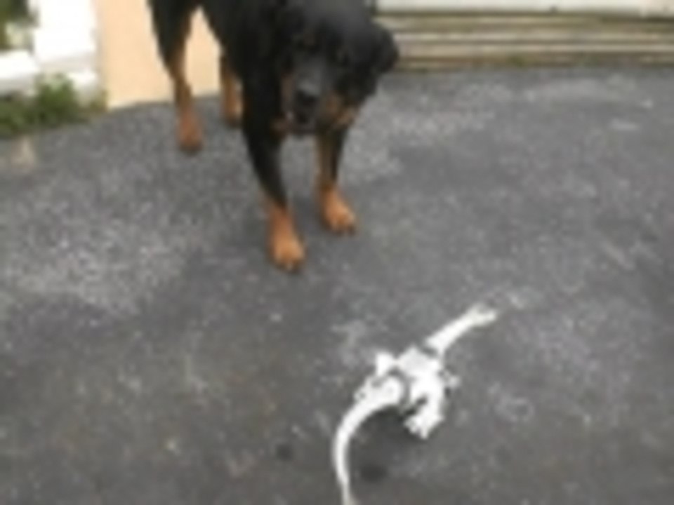 Dog and the Dinosaur