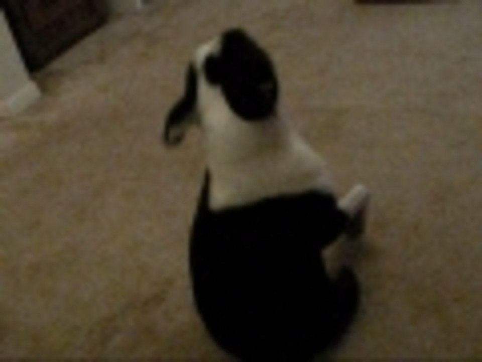 Itchy Bottom Dance