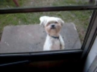 My Dog Can Be Very Demanding!