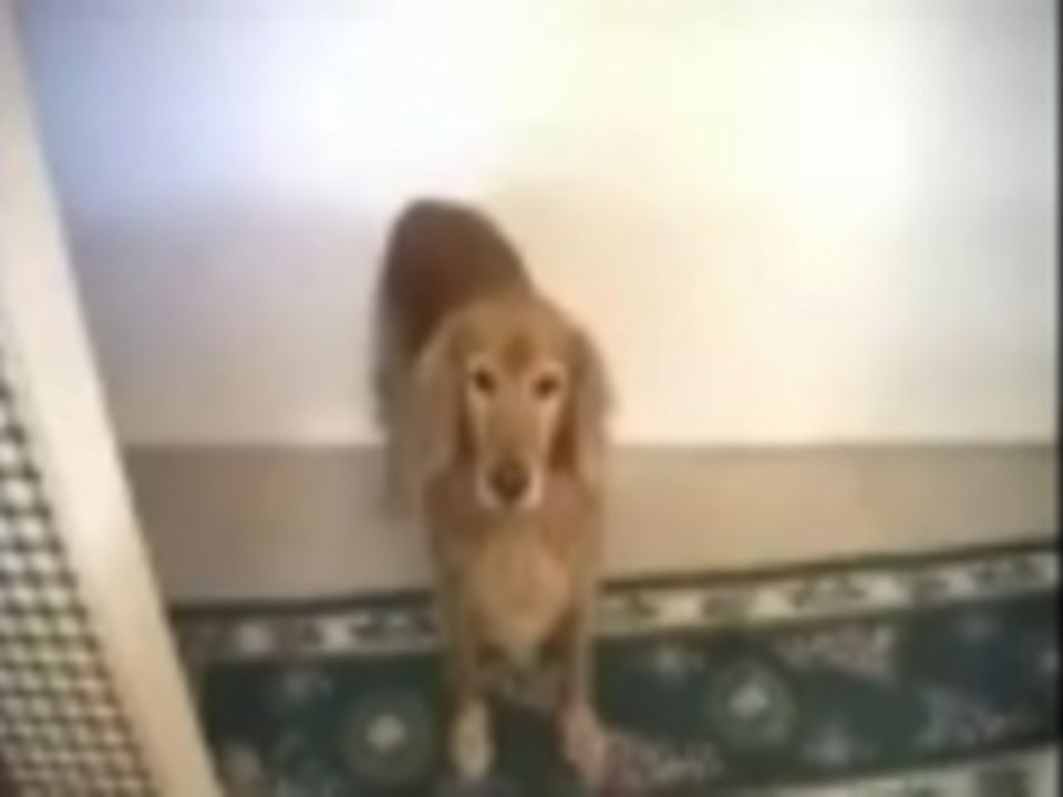 My Dog Learned a trick