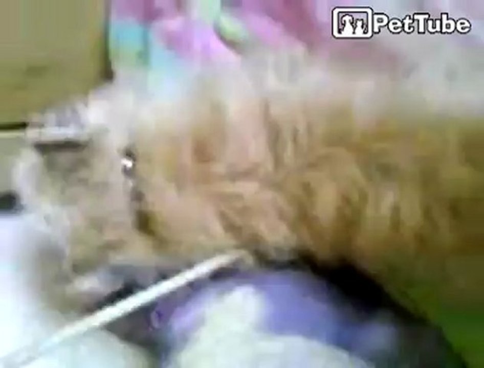 Rocky the oneeyed Cairn Terrier attacks!