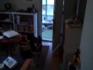 Cão com QI superior a algumas pessoas que eu conheço