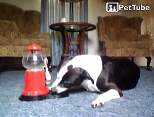 Pitbull empties treat machine...