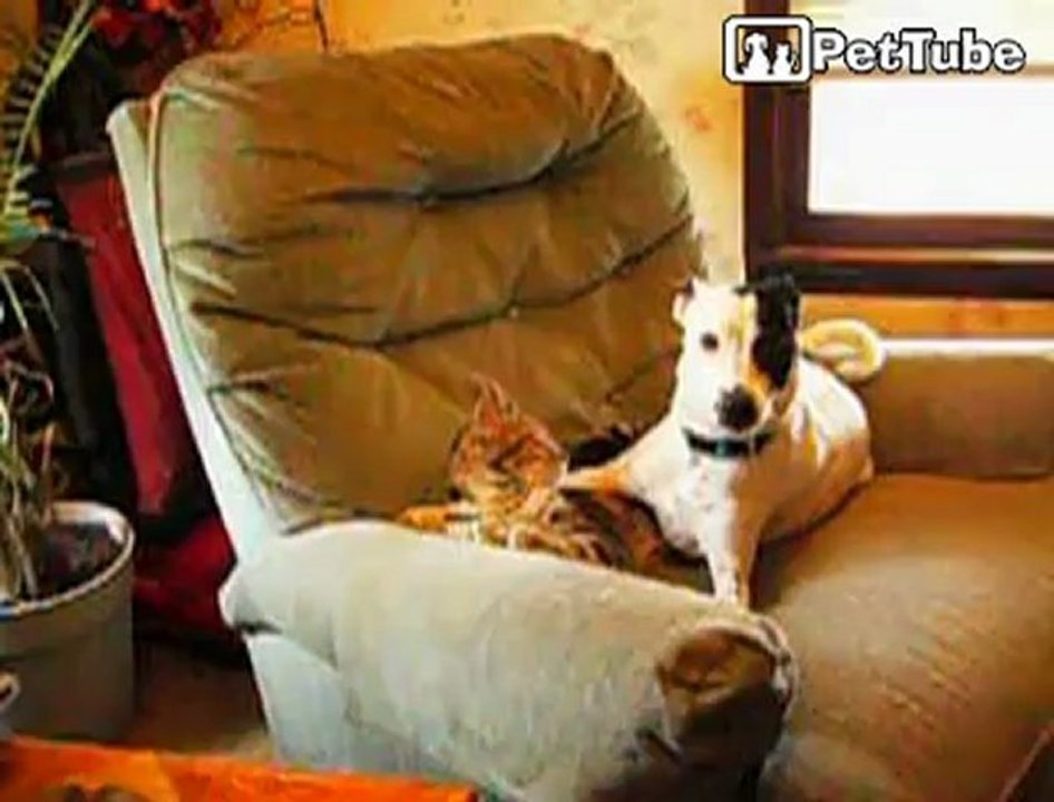 Buster and Tigger face off
