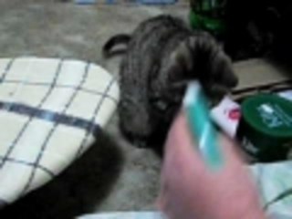 Kitteh Vs. Spray Bottle