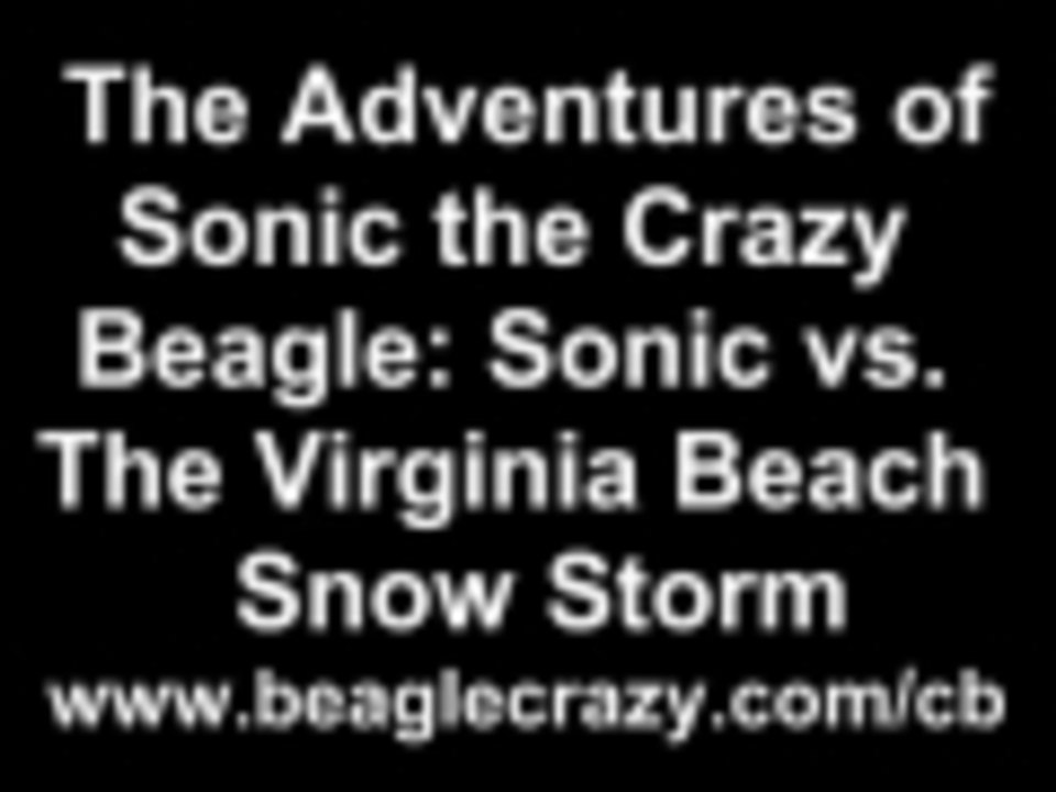 Sonic The Crazy Beagle vs. Snow Storm Virginia Beach