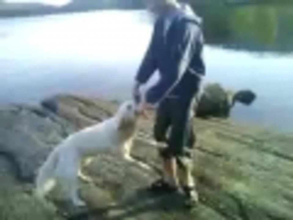 Dog Swing.
