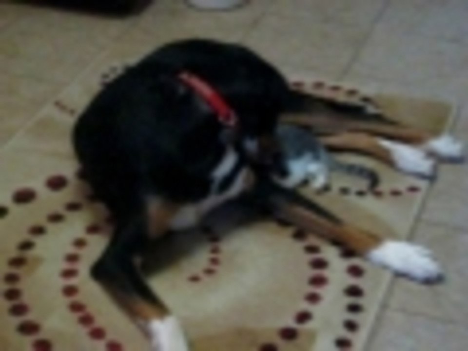 Dog loves cat