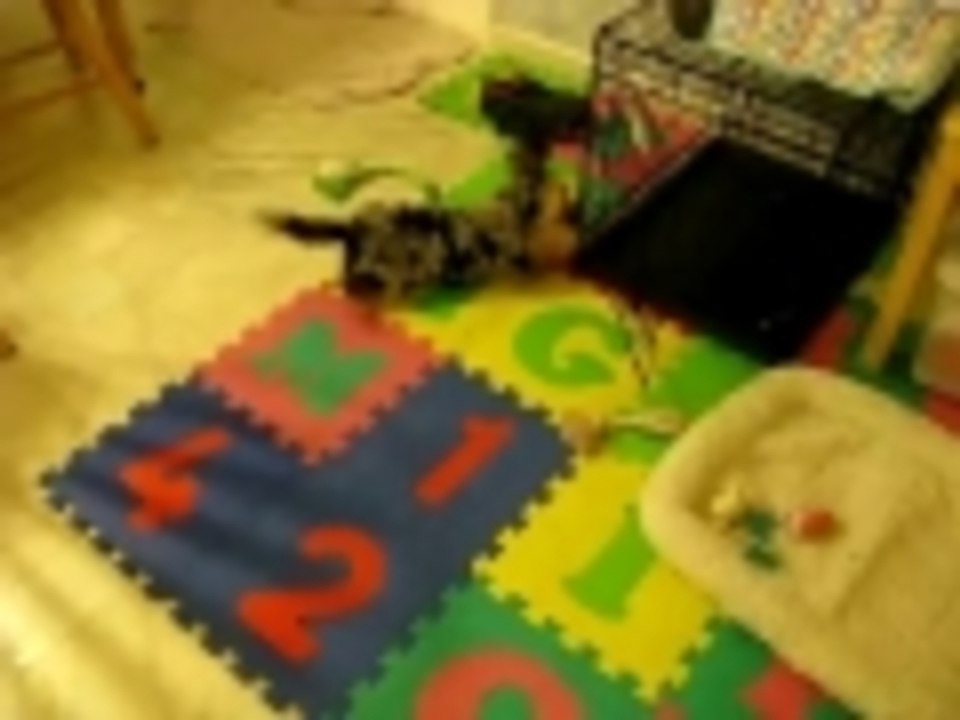 Quica the Attack Cockapoo