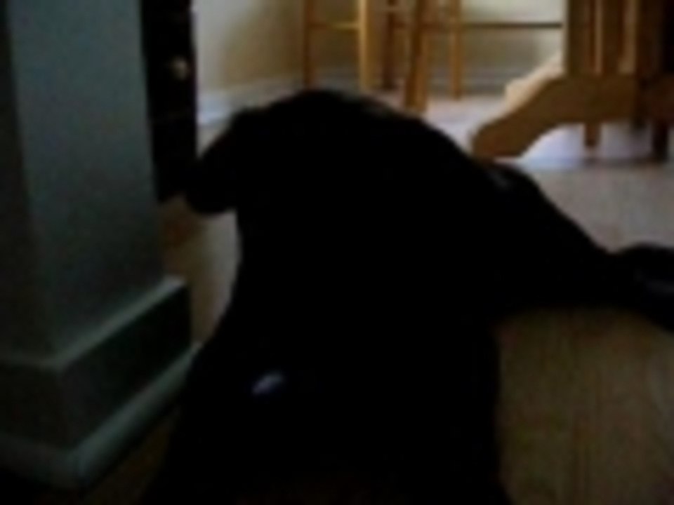 Mylos best trick