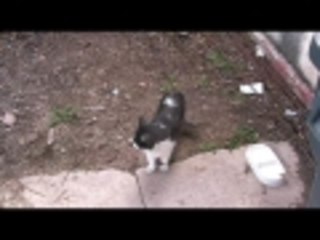 Petting a Stray Cat