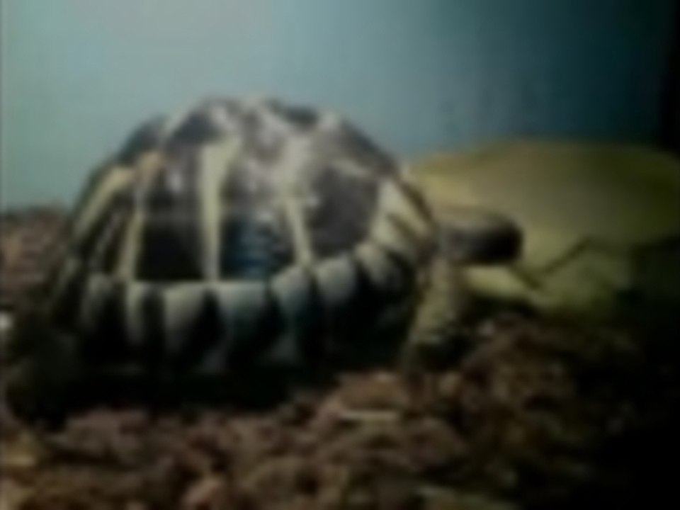 greek turtle
