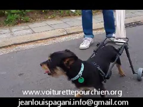 chariot pour chien paralysé sur mesure