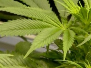 Weed lealized in Colorado, Washington