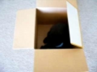 Bagheera Likes Snickers?