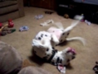 Doggie Break Dancing