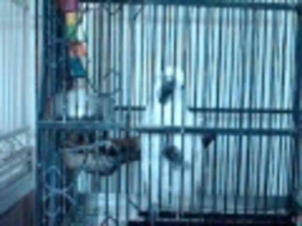 Smart Cockatoo