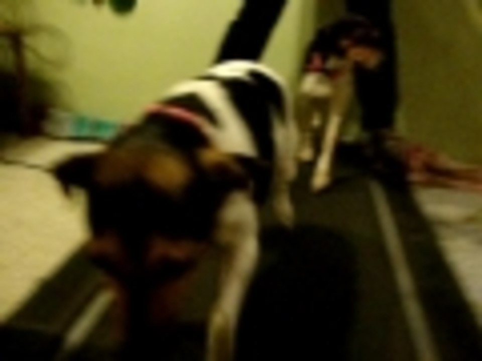 Treadmill Doggies