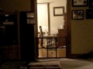 dog jumping over doggy gate