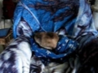 Mia the Siamese making her nest