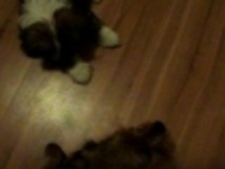 Dog that can not bark friends new Puppy