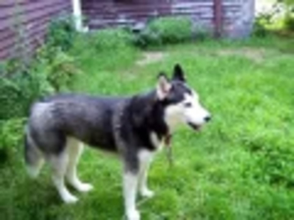 maggie singing