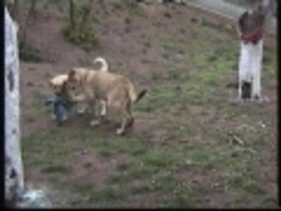 lion and dog playing